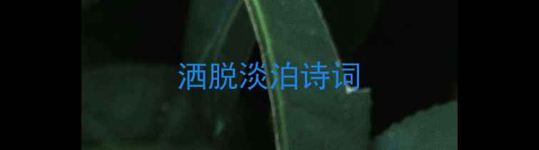 图片 洒脱淡泊诗词